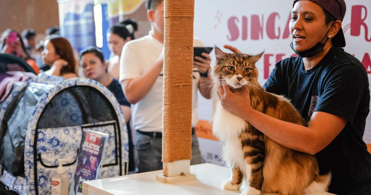 Bring your furry felines to Asia Cat Expo 2023! Klook Hong Kong